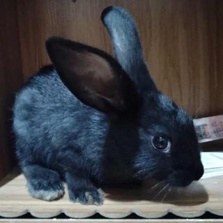 Blackbunny