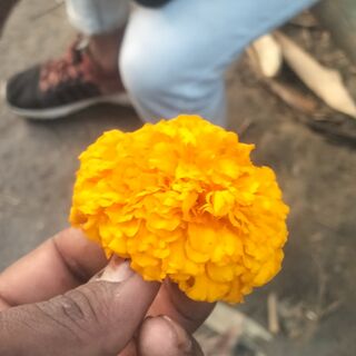 Mausam kumari