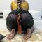 desi_babe1234