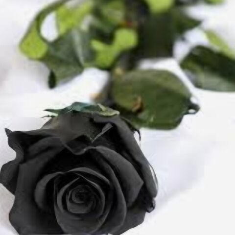 SoniaBella and friends