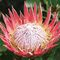 Japonica study book