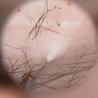 SatisfyingDillyDally