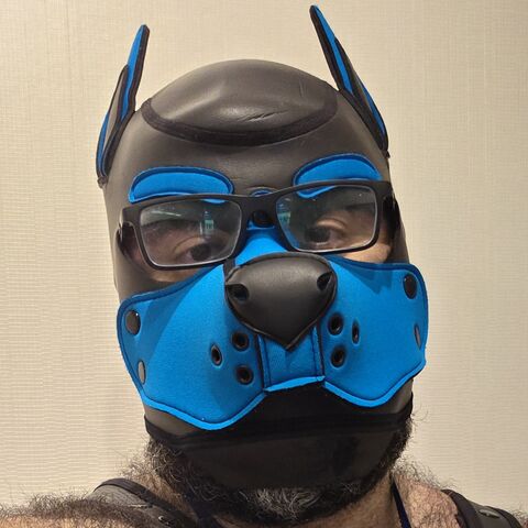 Koge Bear