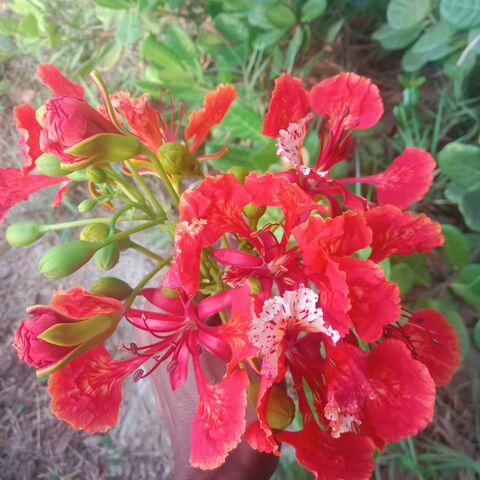 Hello