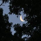 Blue Luna