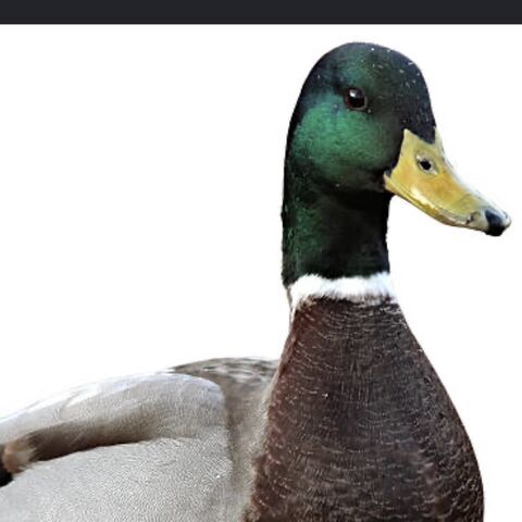 Youamdmeona69